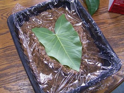 fall leaves created with plaster of paris How To Make Plaster, Cement Leaves, Paris Crafts, Makey Makey, Paris Flowers, Diy Plaster, Plaster Crafts, Beautiful Leaves, Plaster Of Paris