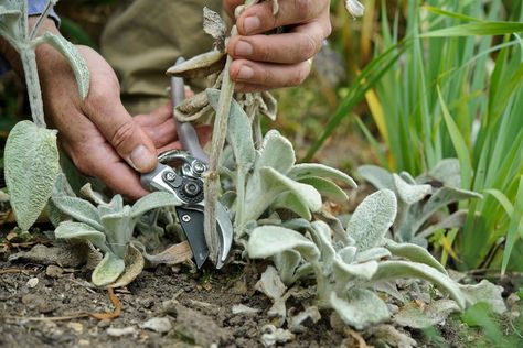 How to grow lamb's ear John Meadows, Lambs Ear Plant, Stachys Byzantina, Plant Care Tips, Lamb's Ear, Rooting Hormone, Neem Oil, Peat Moss, Lambs Ear