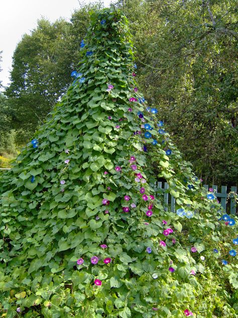 Tee Pee Trellis, Garden Teepee Trellis, Trailing Plant Teepee, Plant Teepee, Flower Teepee, Garden Teepee, Teepee Trellis, Tipi Tent, Play Garden