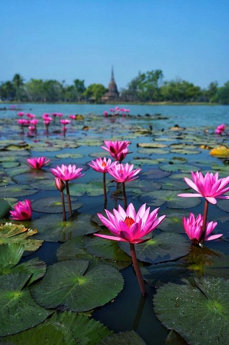 In nature, nothing is perfect and everything is perfect.Trees can be contorted, bent in weird ways, and they're still beautiful. Flowering House Plants, Water Lilies Painting, Pond Painting, Nature Photography Flowers, Lily Lotus, Lily Painting, Lotus Pond, Water Lilly, Parts Of A Flower