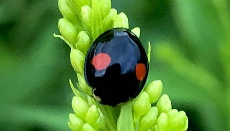 Different Ladybugs, Black Ladybug Spiritual Meaning, Black Ladybug Meaning, Ladybug Spiritual Meaning, Ladybug Meaning, Circle Meaning, Meaning Symbols, Bird Meaning, Black Koi Fish