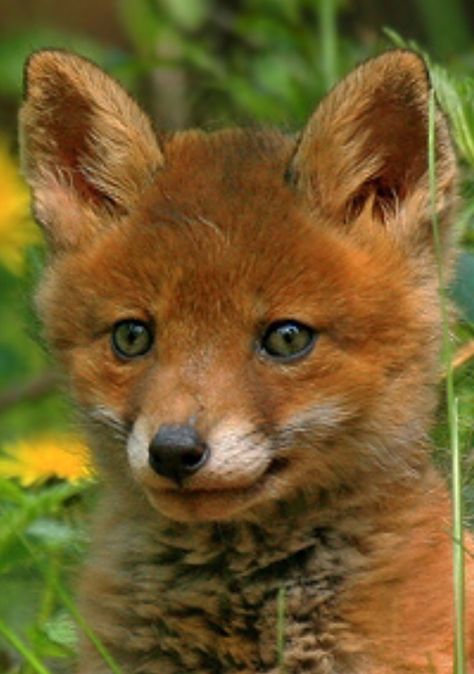 Ein wunderschöner kleiner Fuchs ! Fuchs Baby, Fantastic Fox, Wild Animals Photos, Fox Pictures, Dog Photograph, Pet Fox, Wild Dogs, Baby Fox, Cute Fox