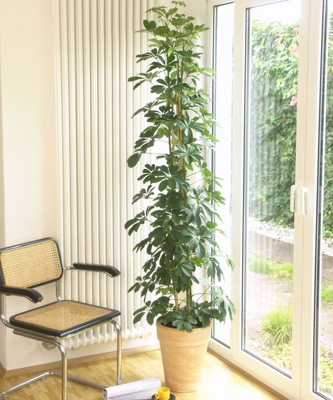 Tall Inside Plants, Tall Houseplants Indoor, Tall Bedroom Plants, Large Houseplants Indoor, Best Indoor Trees Houseplant, Tall House Plants Indoor, Big Plants Indoor Living Rooms, Large House Plants Indoor, Tall Houseplants