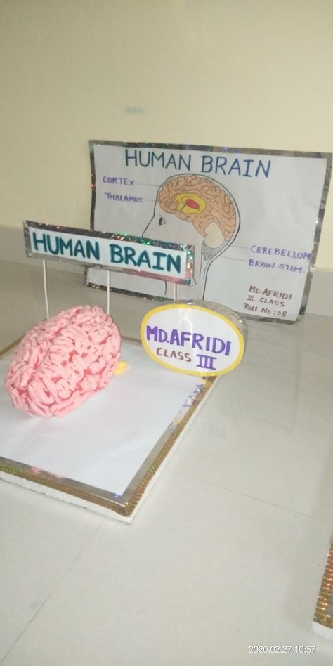 Human brain model Brain Models, Brain Stem, The Human Brain, Brain Science, Science Project, Human Brain, Science Projects, Brain, Science