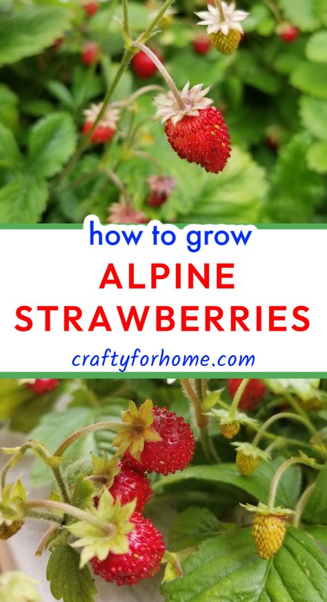 Vine ripen red Alpine strawberries ready to pick. Strawberry Seedlings, Growing Plants From Seeds, Alpine Strawberries, Summer Harvest, Strawberry Plants, Backyard Farming, Container Gardening Vegetables, Hardy Plants, Fairy Garden Diy