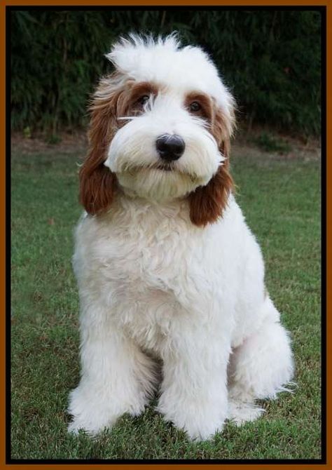 Southern Charm Labradoodles - American and Australian Labradoodle puppy Breeder, American and Australian Labradoodle puppies For Sale in Georgia, Australian and American Labradoodle Dog Breeders Georgia - Nova Parti Labradoodle, Labradoodle Full Grown, Labradoodle Breeders, Australian Labradoodles, Goldendoodle Grooming, Australian Labradoodle Puppies, Labradoodle Puppies For Sale, Double Doodle, Labradoodle Dog