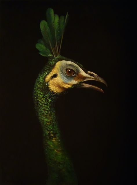 Brad Woodfin, Peacock Photography, Japanese Restaurant Design, Lunar Moth, Painting Inspo, Art Animals, Bird Drawings, Art Stuff, Figure Painting