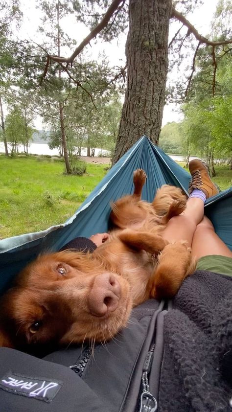 theedinburghspaniels on Instagram: Dogs > people 🤷🏼‍♀️ Hammock @decathlonuk Boots @karrimorofficial via @gooutdoors Jacket @revolutionrace Dog Hammock, Dog Camping, Hiking Dogs, Dog Adventure, Dog People, Instagram Dogs, Outdoor Dog, Family Dogs, Dog Photography