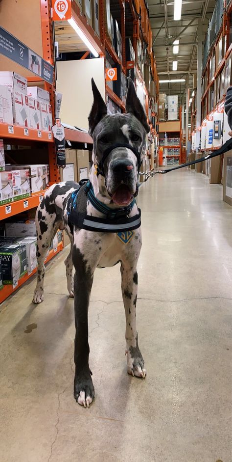 Great Dane Mixed With Pitbull, Great Dane Service Dog, Merle Great Danes, Rottweiler Mix, Dog Mommy, Scary Dogs, Dane Dog, Great Danes, Great Dane Dogs