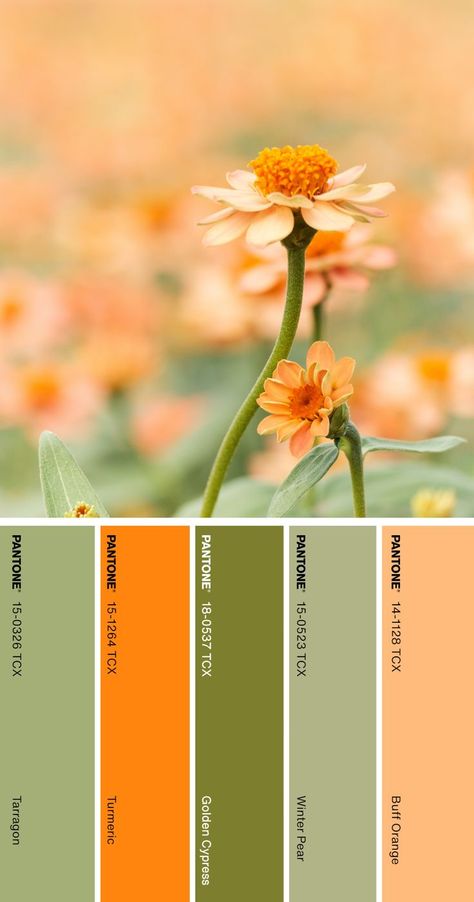 Lounge Plan, Color Palette Pantone, Pantone Color Palette, Orange Pantone, Colors Aesthetic, Pantone Colour Palettes, Green Colour Palette, Open Your Eyes, Colorful Garden