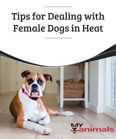 High Energy Dogs Tips, Female Dogs In Heat Tips, How To Deworm A Dog Natural, How To Control Dog Shedding, Benefits Of Having A Dog, Female Dog In Heat, Puppy List, Dog In Heat, Baby Ruth