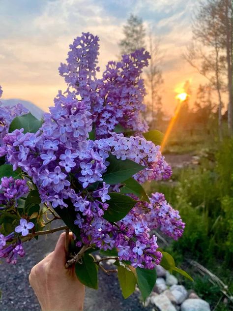 Nine Favorite Things | halfbakedharvest.com Summer Blooming Flowers, Legs Up The Wall, Aesthetic Garden, Patio Inspiration, Dads Favorite, Half Baked, Garden Aesthetic, Half Baked Harvest, Lavender Roses