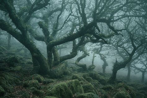 Forbidden Forest, Dartmoor National Park, Matka Natura, Haunted Forest, Forest Photos, Image Nature, Foggy Forest, Ancient Forest, Ancient Tree