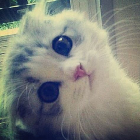 Meredith swift.... Taylor swifts cat....... So cute!!!! Look at the eyes Söt Katt, Free Cats, Silly Cats, Cute Kittens, Cat Design, Crazy Cats, Cat Pics, Cat Love, Kittens Cutest