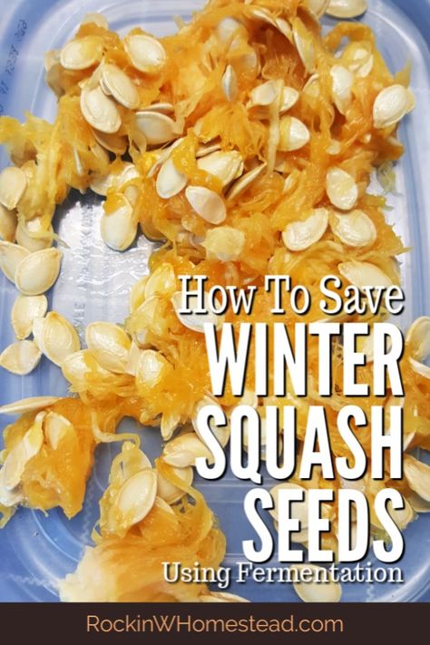 When purchasing organic vegetables from the grocery store, try saving seeds from your favorite winter squash varieties for next year's harvest. How To Save Butternut Squash Seeds, How To Save Squash Seeds, Canning Winter Squash, How To Grow Butternut Squash, How To Grow Acorn Squash, Seed Preservation, Nitrogen Fixers, Gardening Notebook, How To Store Seeds