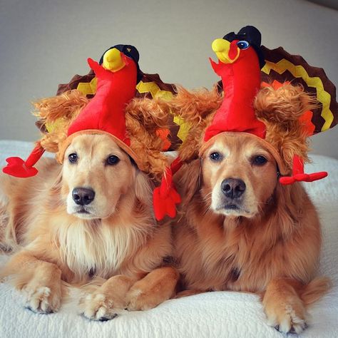 14 Dogs Whose Thanksgiving Posts Are Better Than Your Holiday Card Dog Thanksgiving Pictures, Golden Retriever Thanksgiving, Thanksgiving Post, Dog Stock Photo, Dog Thanksgiving, Thanksgiving Pictures, Thanksgiving Images, Thanksgiving Inspiration, Dog Photoshoot