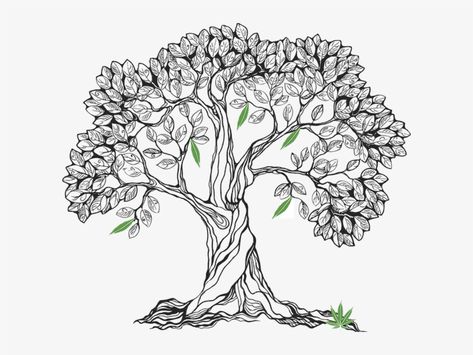 Bodhi Tree Tattoo, Oak Tree Drawings, Tree Line Drawing, Free Watercolor Flowers, Tree Id, Bodhi Tree, Tree Images, Nature Drawing, Tree Line