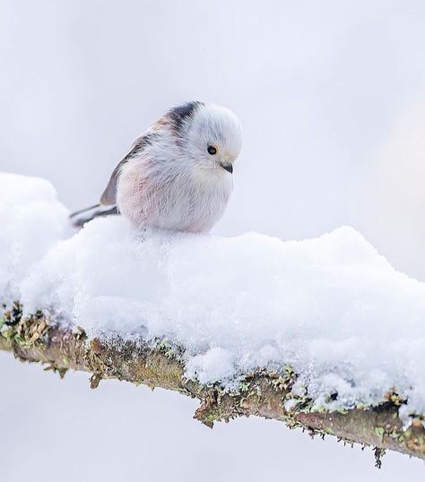 Winter Bird Photography, Cute Animals In Snow, January Nature, Animals In Snow, Winter Forest Animals, Snowy Aesthetic, Animals In Winter, Cat Wearing Sunglasses, Winters Tafereel