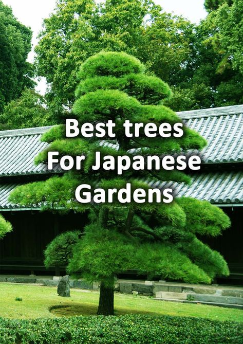 Japanese Garden Landscape Front Yard, Japanese Landscape Front Yard, Feature Trees Front Yard, Townhome Garden, Japanese Front Yard, Zen Garden Design Small, Modern Japanese Garden Landscapes, Chinese Garden Landscape, Small Japanese Garden Ideas