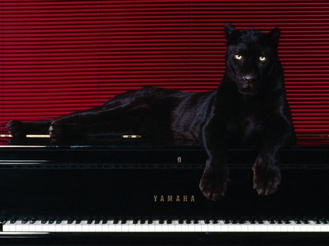 This is a panther sitting on a piano. That's all. Macan Kumbang, Ed Wallpaper, Red Wall, A Black Cat, Macbook Wallpaper, Laptop Wallpaper, Red Aesthetic, 귀여운 동물, Black Panther