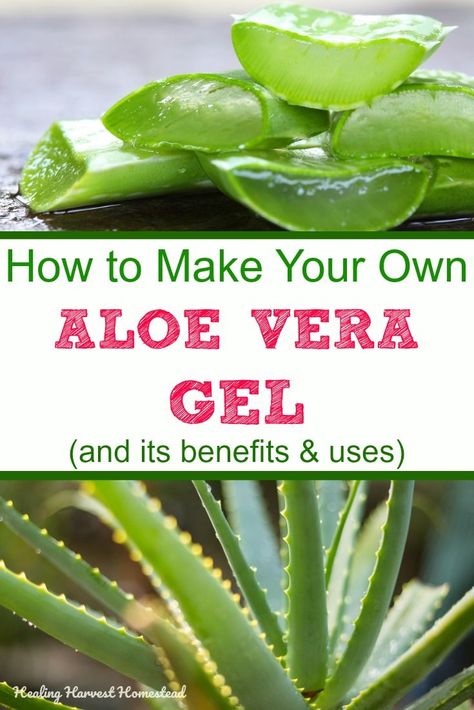 Aloe vera gel: Directions for how to make it, how to use it, and how to grow it, all right here! Aloe is one of the most useful plants you can have in your home. Find out about the benefits and uses of aloe vera gel, and how easy it is to make yourself! #aloe #howtogrow #howtouse #aloeveragel #howtomake #benefits #uses #healingharvesthomestead Natural Healing Remedies, Aloe Gel, Aloe Vera Plant, Aloe Plant, Diy Remedies, Natural Therapy, Natural Health Remedies, Natural Home Remedies, Aloe Vera Gel