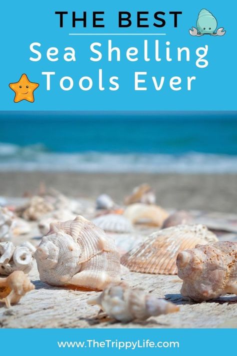 Shelling Tools to help you collect sea shells at the beach. How To Clean Sea Shells From The Beach, What To Do With Sea Shells, Gilded Shells, Things To Do With Sea Shells, Seashell Hunting, Cleaning Sea Shells, Sanibel Island Shells, Shell Cottage, Shell Hunting