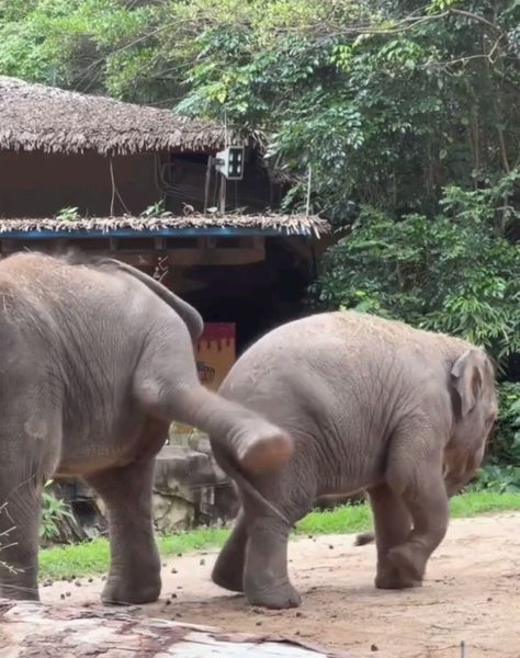 “Siblings...😅” Funny Elephant Videos, Elephant Videos, Elephant Funny, Elephant Gif, Elephant World, Funny Elephant, Animal Antics, Rare Animals, African Elephant