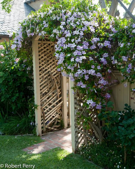 Lavender Trumpet Vine, Plants For Pergolas, Trellis Ideas Garden, Climbing Flowering Vines, Best Climbing Plants, Evergreen Climbing Plants, Cerca Natural, Honeysuckle Plant, Garden Trellis Ideas