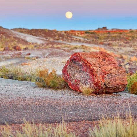 What Petrified Forest National Park lacks in celebrity status, it more than makes up for in unique moonscape terrain, mysterious fossilized wood, and aura of days gone by. National Parks America, Petrified Forest National Park, Fossilized Wood, Route 66 Road Trip, Arizona Road Trip, Petrified Forest, Colorful Murals, Desert Painting, Arizona Travel