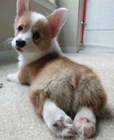 Baby Corgi, Cute Corgi Puppy, Psy I Szczenięta, Corgi Funny, Corgi Butts, 강아지 그림, Corgi Puppy, Cute Corgi