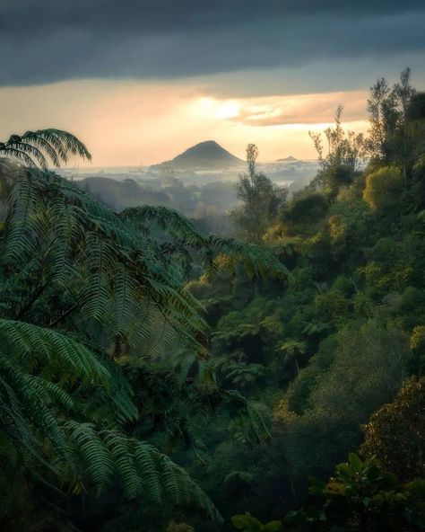 Travel New Zealand With Me on Instagram: “New Zealand native bush and the beautiful Mauao! 🌿💚 @tonymacstevensphotography 📸 . #mountmaunganui #mtmaunganui #northisland #nznative…” Travel New Zealand, Mount Maunganui, Art Business, Green Living, Nativity, New Zealand, Natural Landmarks, Art Prints, Green