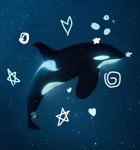 Cool Sea Creatures, Aquarium Pictures, Shark Pictures, Arte Monster High, Beautiful Sea Creatures, Orca Whales, Cute Shark, Underwater Creatures, Ocean Wallpaper