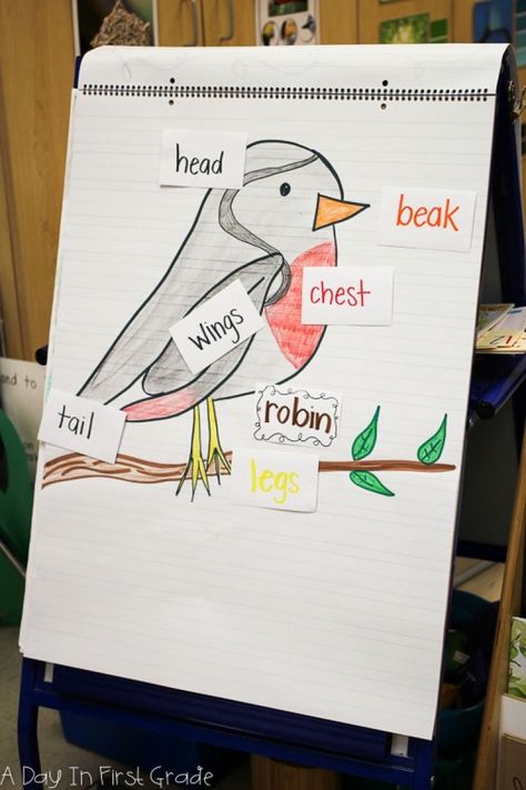 Bird Preschool, Inquiry Kindergarten, Preschool Birds, Oviparous Animals, Bird Study, Birds For Kids, Gross Motor Activity, Spring Preschool, Theme Activity