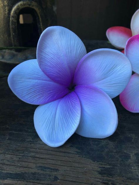 Plumeria or Flangipani Fiori Frangipani, Flower Pot Design, Flower Picks, Plumeria Flowers, One Flower, Hawaiian Flowers, Healing Herbs, Flowers Online, Exotic Plants