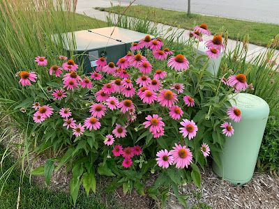 Backyard Neophyte Landscaping Blog: Great Utility Box Plant Combination Landscaping Blocks, Mailbox Landscaping, Side Yard Landscaping, Fairy Garden Designs, Best Perennials, Sloped Garden, Front House Landscaping, Plant Combinations, House Landscape