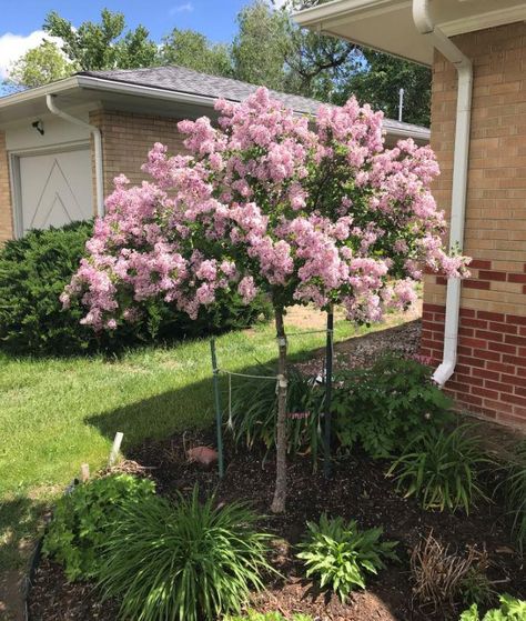 Lilac Garden Landscapes, Lilac Tree Landscaping, Small Trees For Landscaping, Korean Lilac Tree, Korean Lilac, Japanese Lilac, Korean Garden, Front Door Landscaping, Shrubs For Landscaping