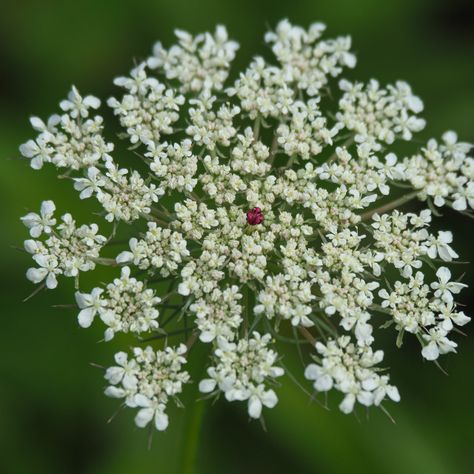 Wild carrot flower, Daucus carota by AngieC Wild Carrot Flower, Wild Carrot, Carrot Flowers, Daucus Carota, Website Backgrounds, Print Advertising, Floral Botanical, White Flowers, Planting Flowers