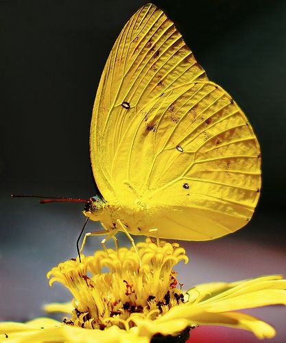 beauty of the yellow butterfly intensified by the yellow poland flower Papillon Butterfly, Moth Caterpillar, Yellow Fever, Butterflies Flying, Butterfly Kisses, Yellow Butterfly, Yellow Aesthetic, Butterfly Garden, Butterfly Flowers