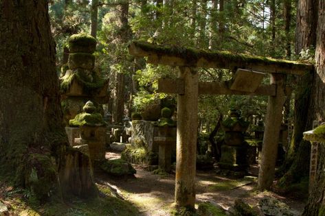 Japanese Cemetery, Beautiful Graveyard, Heaven's Gate, Torii Gate, Life Abroad, Go To Japan, Wakayama, Cedar Trees, Foreign Languages