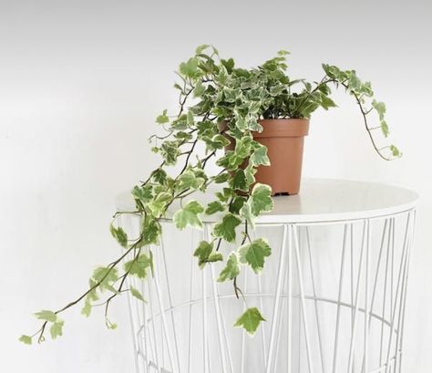 Indoor Ivy, Common Ivy, Secret Library, Jungle Plants, Dream Plants, Hedera Helix, Plant Decoration, English Ivy, Plant Parent