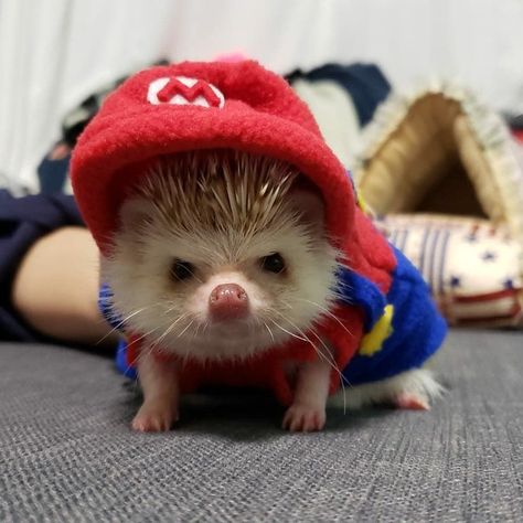 Cute Hedgehogs, Hedgehogs Cute, Silly Hedgehog, Hedgehog Pfp, Pet Hedgehog, Hedgehog Cute, Funny Hedgehog, Hedgehog Animal, Hedgehog Pet