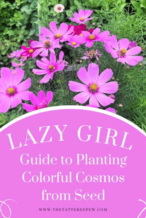 Lazy Girl Guide to growing colorful Cosmos! Cosmo Garden, Cosmos Plant, Front Yard Plants, Girl Guide, Cosmos Flowers, Gardening 101, Attract Pollinators, Lazy Girl, Flower Seeds