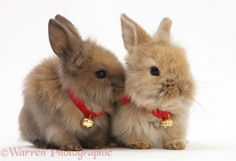 ... Bunny Lady, Fluffy Bunny, Bunny Pictures, Pet Bunny, Bunny Lovers, Funny Bunnies, Baby Bunnies, Cute Animal Pictures