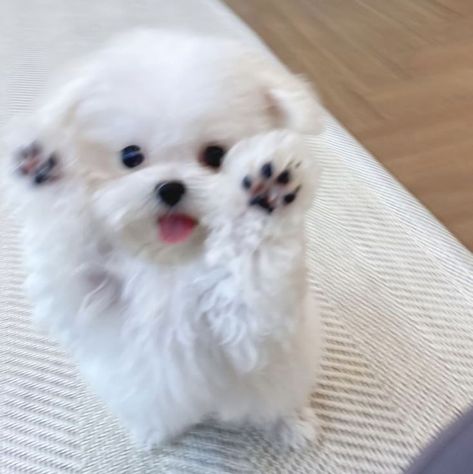 Baby Maltese, Animal Pfp, Wholesome Dog, Lover Anime, Tattoos Dog, Cute Fluffy Puppies, Dogs Aesthetic, Aesthetic Animals, Dog Tattoo Ideas