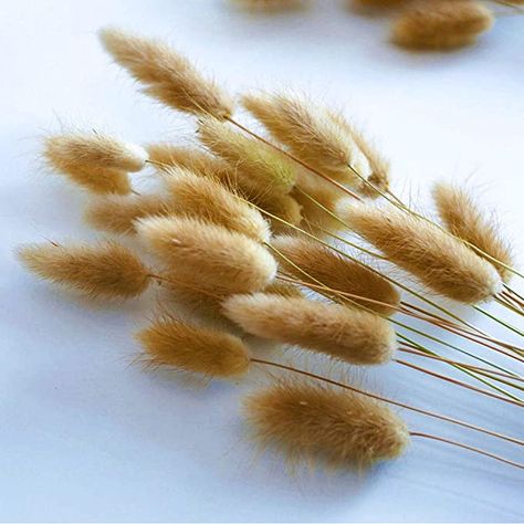 Amazon.com: Caiyun Manor 100 Pcs Natural Rabbit Tail Grass Dried , for Home,Wedding、Party Themed Decorations.16in (Natural Color): Kitchen & Dining Foto Props, Rabbit Tail, Grass Bouquet, Dried Flowers Wedding, Raw Color, Pampas Gras, Home Wedding Decorations, Wedding Store, Bunny Tail