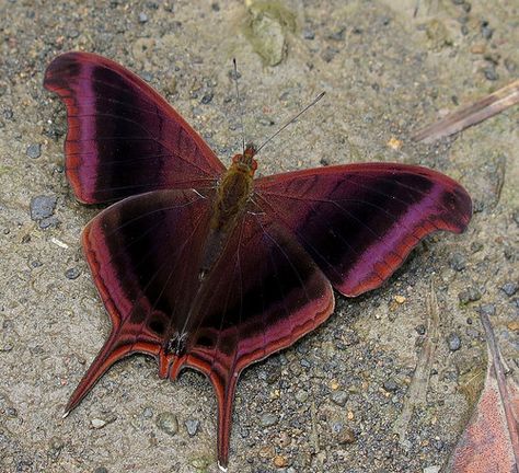 On The Ground, Tumblr, Purple