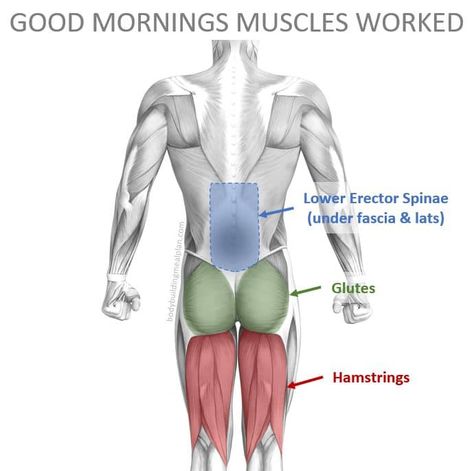 Good Morning Exercise, Hamstring Curl Machine, Barbell Good Morning, Posterior Chain Exercises, Build Glutes, Split Workout Routine, Benefits Of Squats, Hypertrophy Training, Lower Back Injury