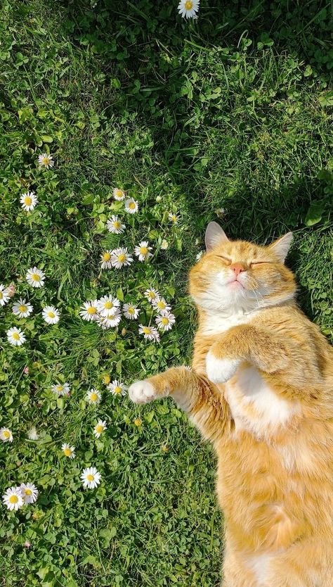 Daisy Flower Asthetics, Cats Profile Pic, Cat Asthetics Photos Wallpaper, Sun Shine Wallpaper, Spring Asthetics Photos, Daisy Flower Aesthetic Wallpaper, Cat Asthetics Photos, Flower Asthetics Photos, Art Refrences Photography