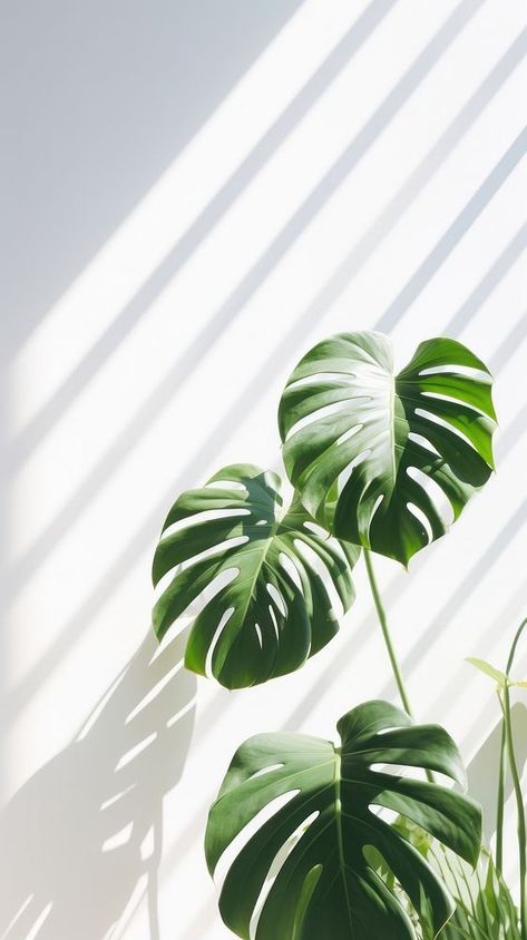 Monstera over white wall plant leaf xanthosoma. | free image by rawpixel.com / Tung Monstera Plant Wallpaper, Leaf Iphone Wallpaper, Plant Phone Wallpaper, Monstera Wallpaper, Ocean Room Decor, Wallpaper Tropical, Ocean Room, Case File, Presentation Backgrounds