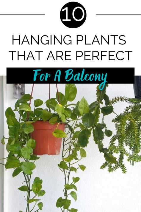 Hanging plants are an easy way to add greenery to your balcony without taking up floor space. Of course, you can still use them in addition to normal planters, too! Picking the right outdoor hanging plants depends on the climate and your needs, among other things. We’ll cover all this here before looking at the best 10 hanging plants and planters for a balcony. Balcony Hacks, Plants For Balcony, Outdoor Hanging Plants, Best Hanging Plants, Balcony Hanging Plants, Bird Feeder Stands, Plants And Pots, Privacy Plants, Railing Planters